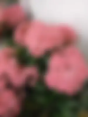 Rabeya nasrin's profile photo