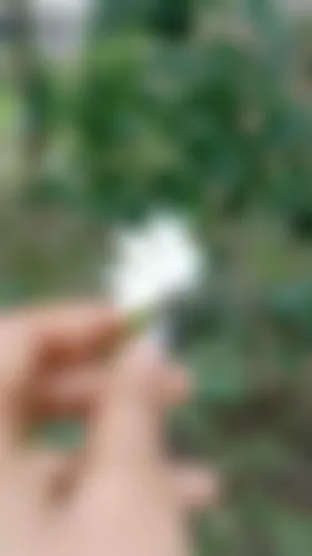 Sumaiya Aktar Riya  - 18 years, Bagerhat