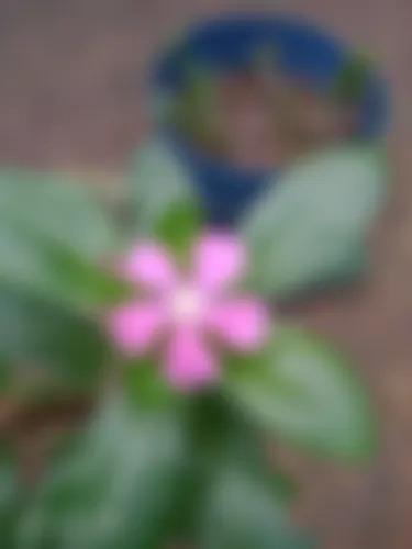 ফাহমিদা  - 0 years, Bogura