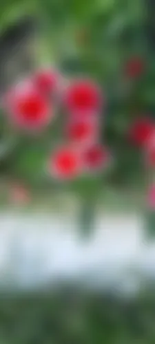 রুমানা আক্তার মিম  - 22 years, Dhaka