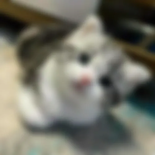 Safa - 19 years, Madaripur