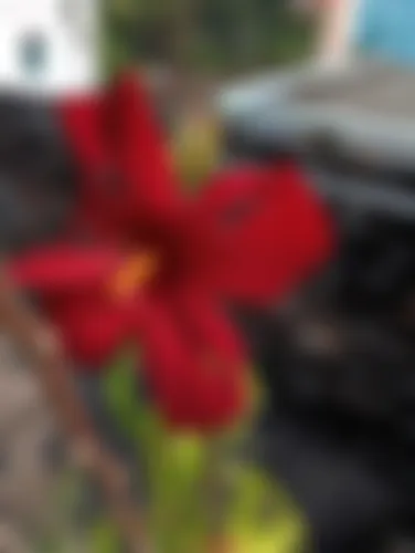 sadia - 24 years, Tangail