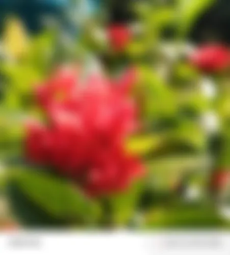 রিম্পা  - 24 years, Jashore