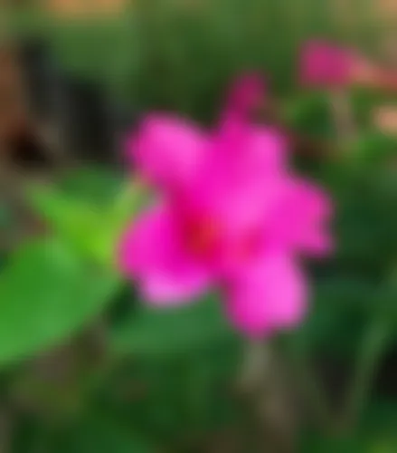 Tahmina Akhter  - 30 years, Moulvibazar