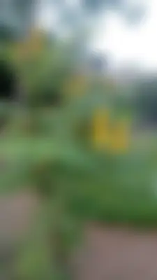 Zayed 's profile photo