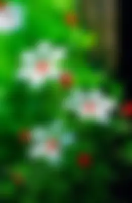 Hasan's profile photo