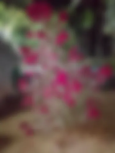 Simol - 28 years, Gazipur