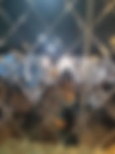 Shifa - 19 years, Barisal