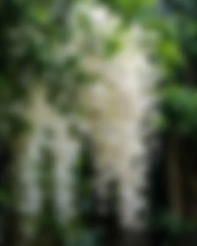 Mim - 21 years, Other