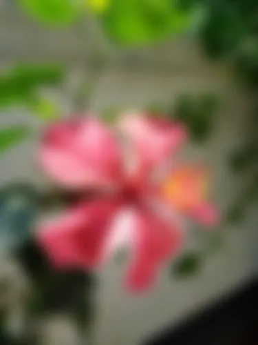 Abu Hanifa - 44 years, Bogura