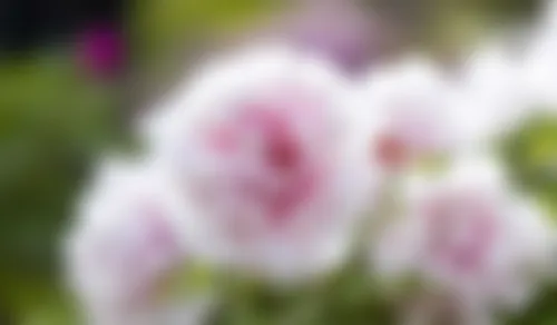 Chaity - 21 years, Narail