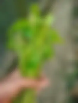 Mahi's profile photo